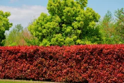 Röd häckberberis Krukodlad>Omnia garden Discount