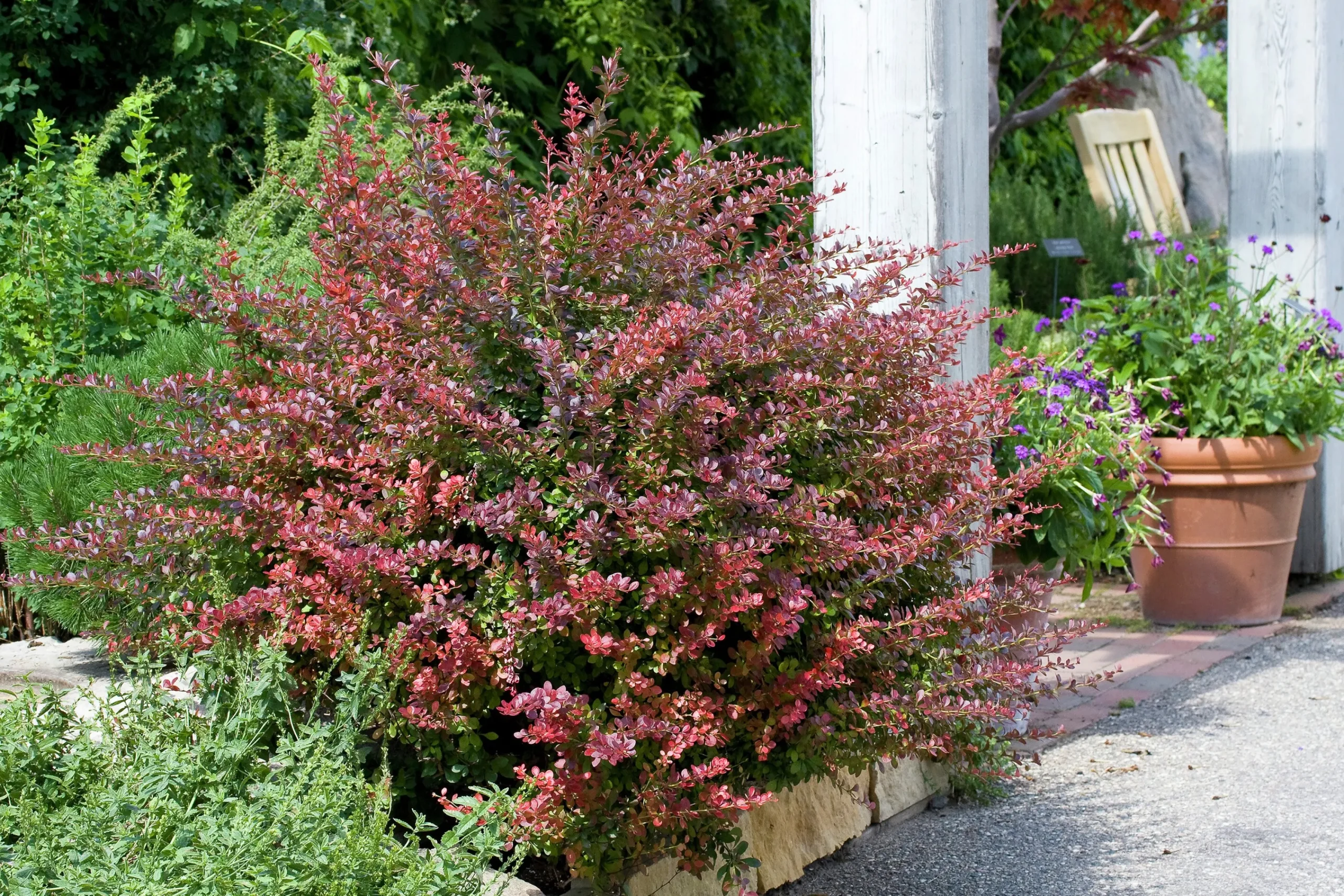 Röd häckberberis Krukodlad>Omnia garden Discount