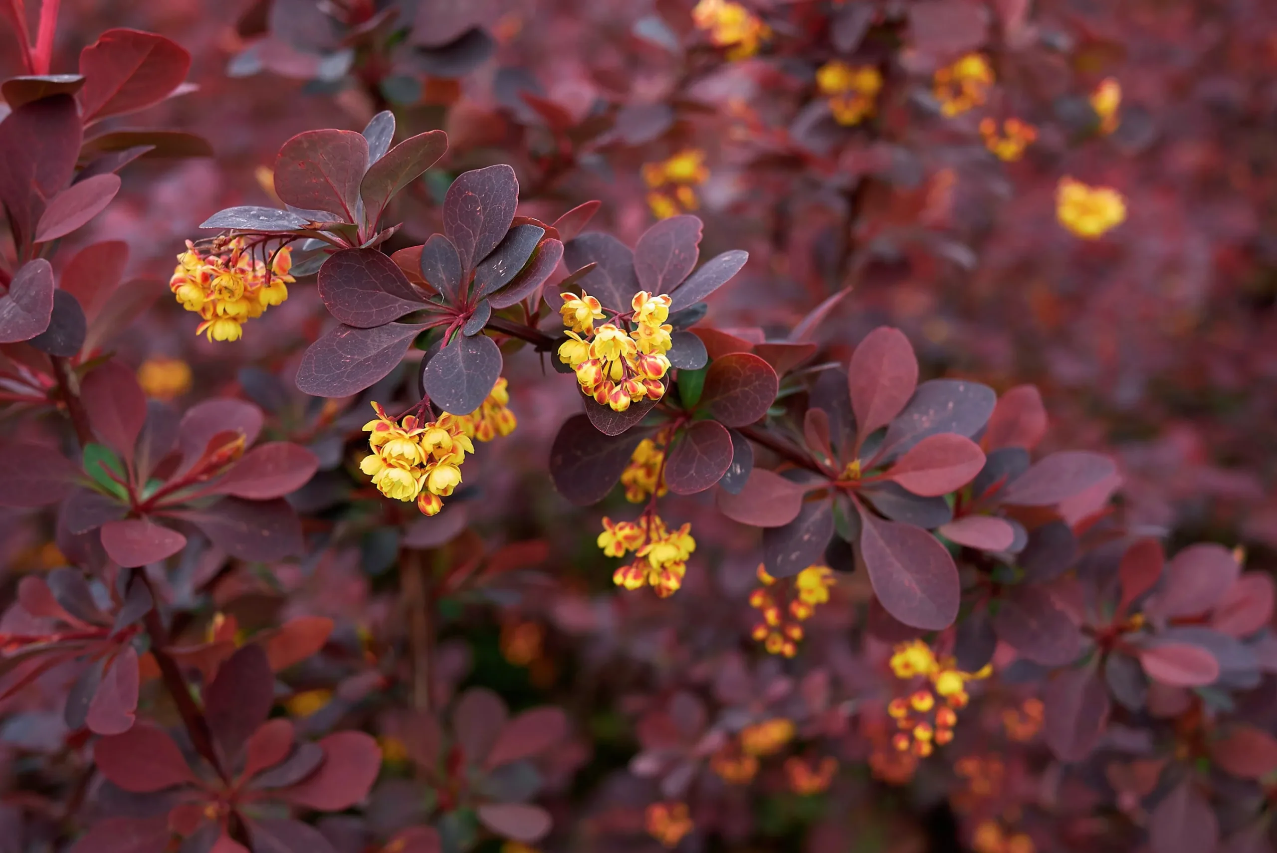 Röd häckberberis Krukodlad>Omnia garden Discount