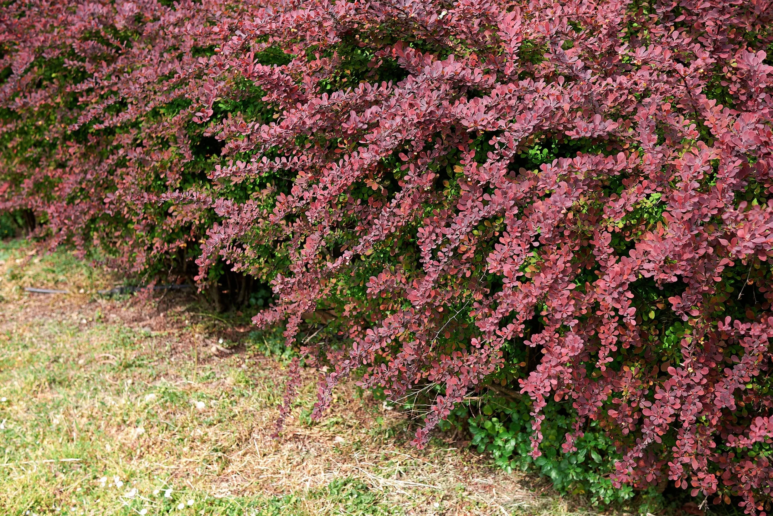 Röd häckberberis Krukodlad>Omnia garden Discount