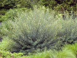 Rödvide Krukodlad>Omnia garden New