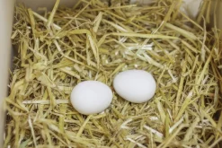 Redesägg Hönsstorlek 2-p><noscript><img width=