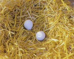 Redesägg Hönsstorlek 2-p><noscript><img width=