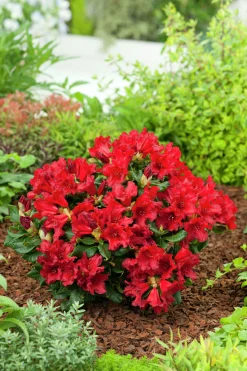 Revalpros 'Baden Baden'>Omnia garden Best