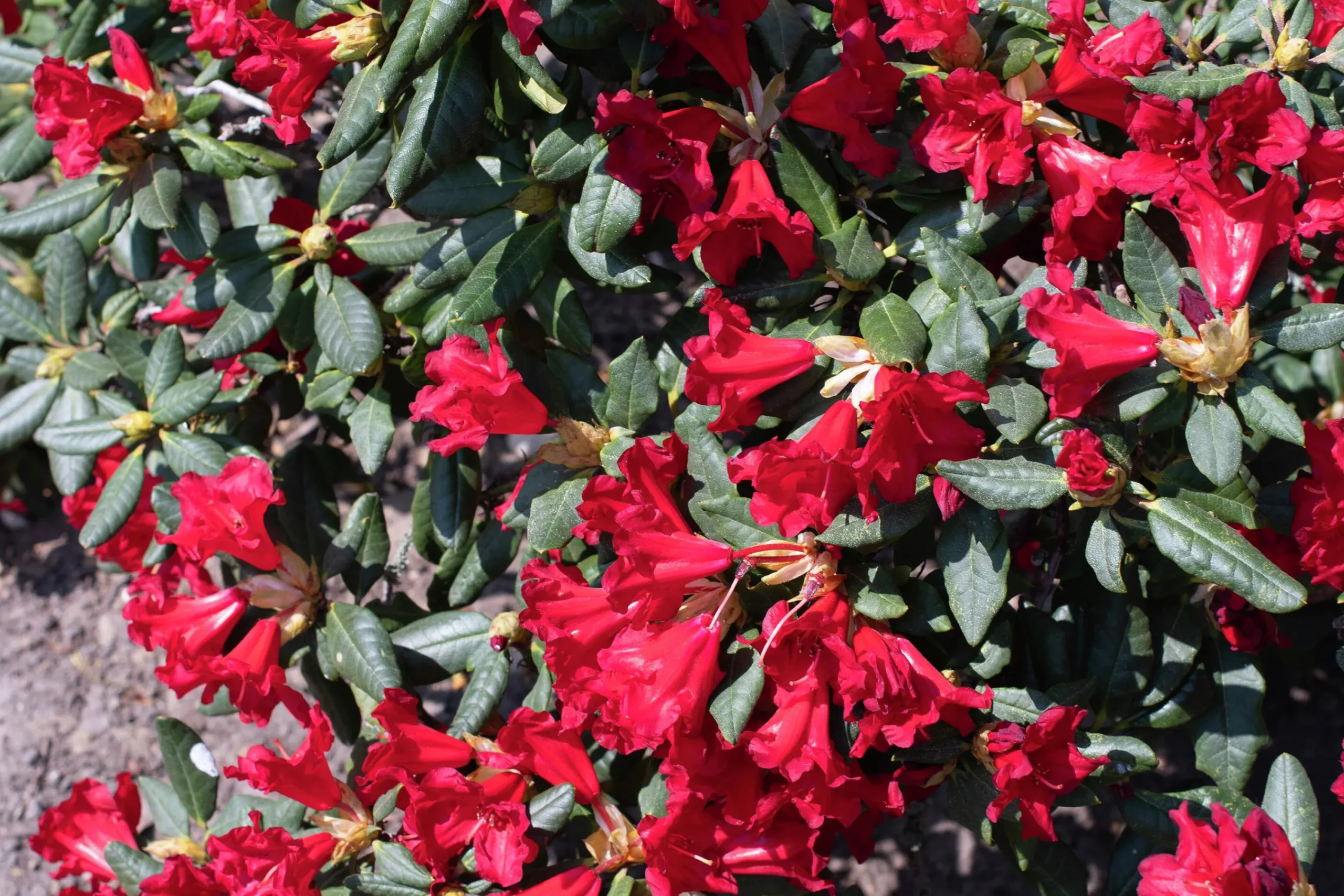 Revalpros 'Baden Baden'>Omnia garden Best
