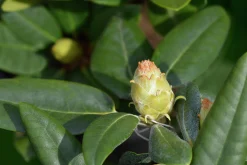 Rhododendron hybrid 'Fantastica'>Omnia garden