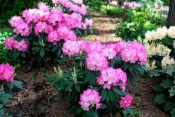 Rhododendron hybrid 'Fantastica'>Omnia garden