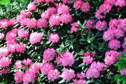 Rhododendron hybrid 'Fantastica'><noscript><img width=