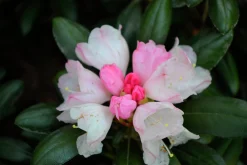 Rhododendron hybrid 'Koichiro Wada'>Omnia garden Discount