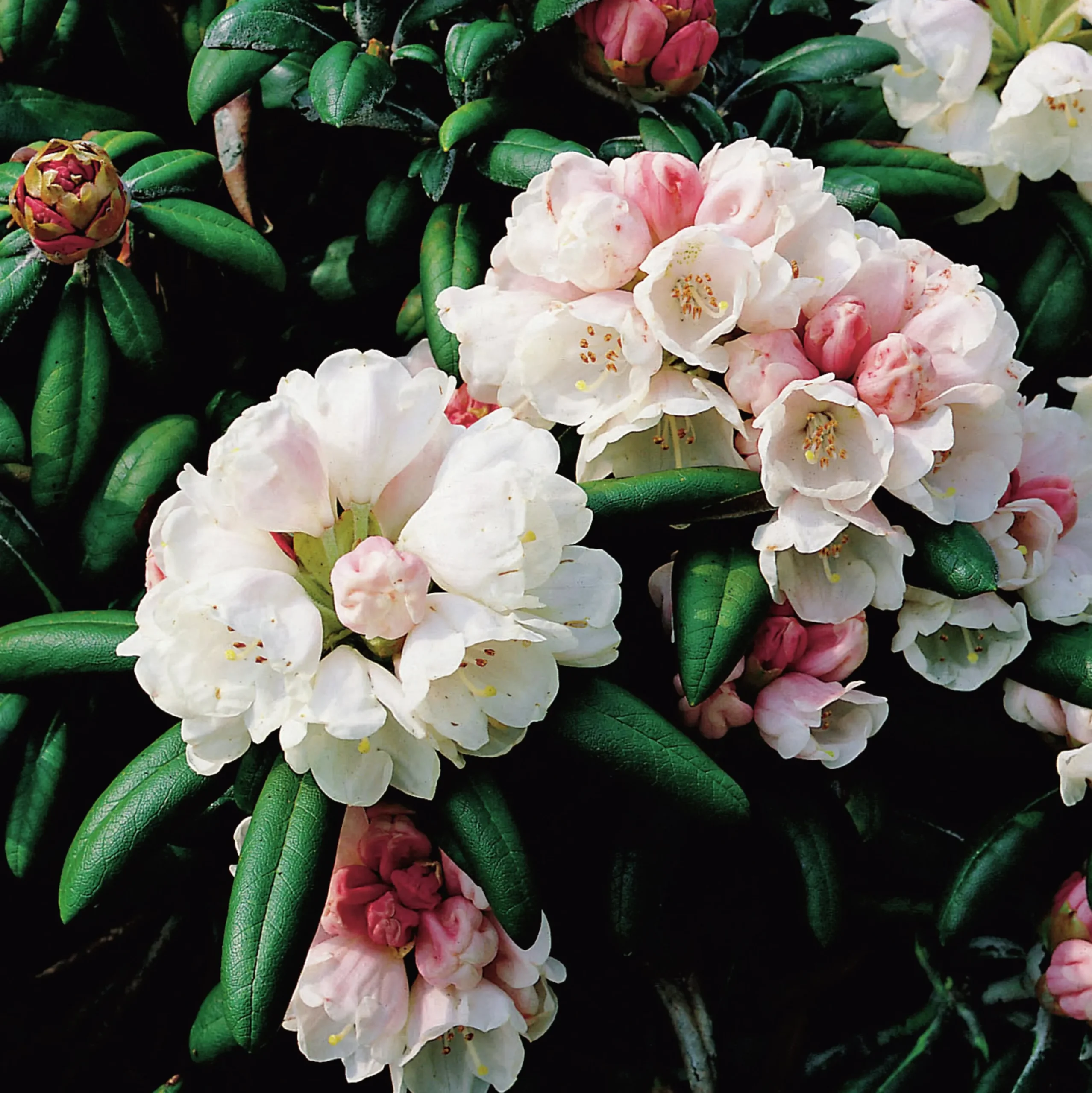 Rhododendron hybrid 'Koichiro Wada'>Omnia garden Discount