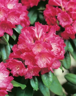 Rhododendron hybrid 'Morgonrot'>Omnia garden Sale
