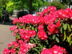 Rhododendron hybrid 'Morgonrot'><noscript><img width=