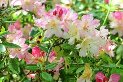 Rhododendron hybrid 'Percy Wiseman'>Omnia garden