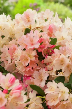 Rhododendron hybrid 'Percy Wiseman'><noscript><img width=