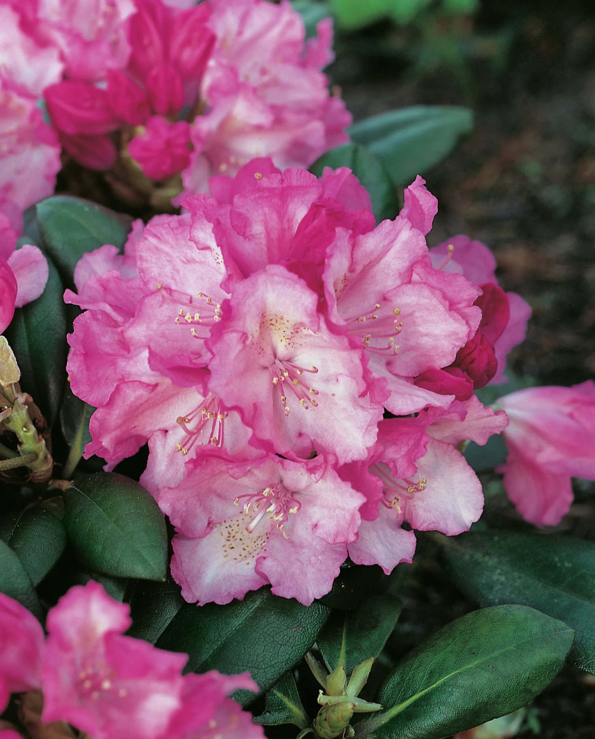 Rhododendron hybrid 'Polaris'>Omnia garden Hot