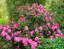 Rhododendron hybrid 'Polaris'>Omnia garden Hot