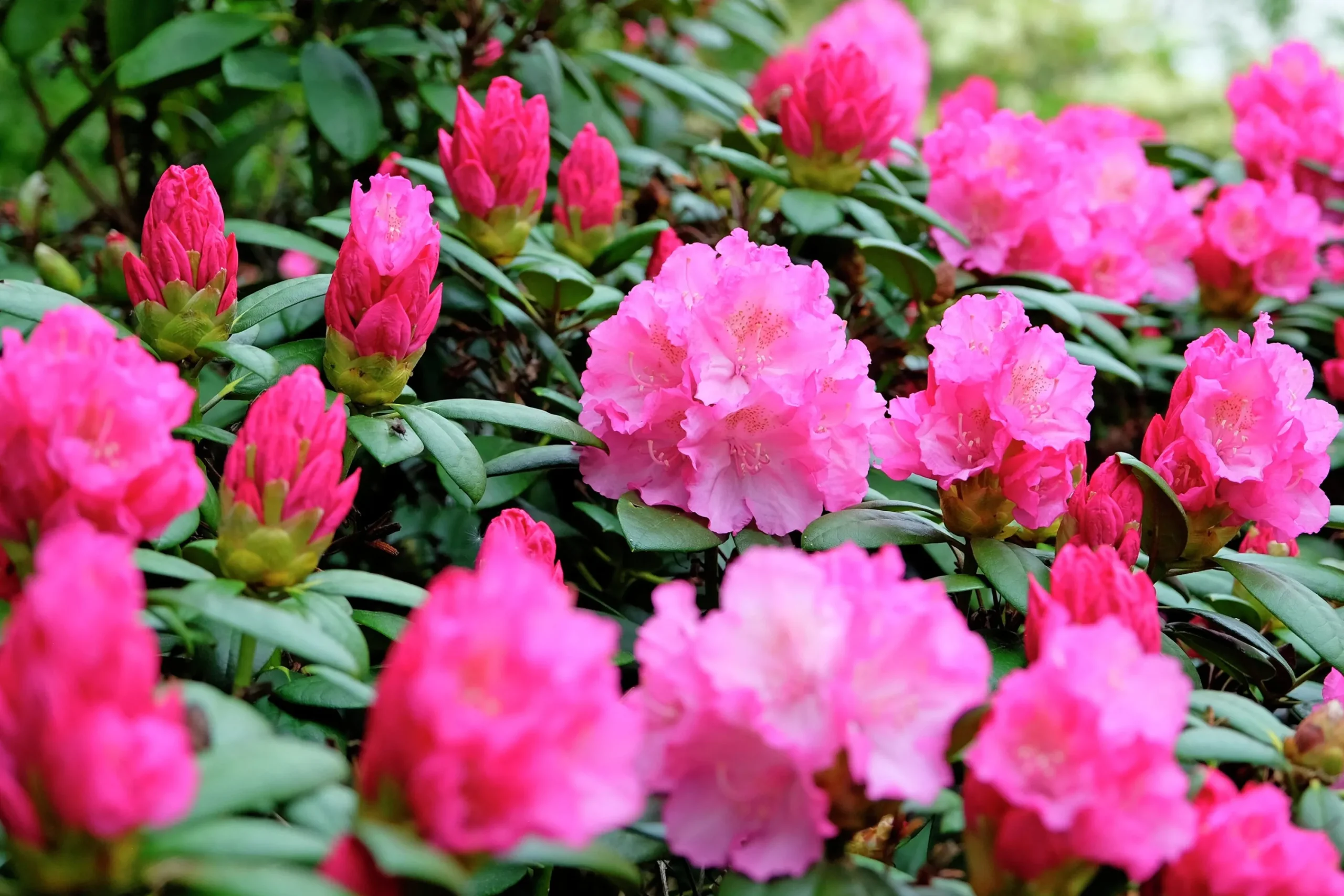 Rhododendron hybrid 'Polaris'>Omnia garden Hot