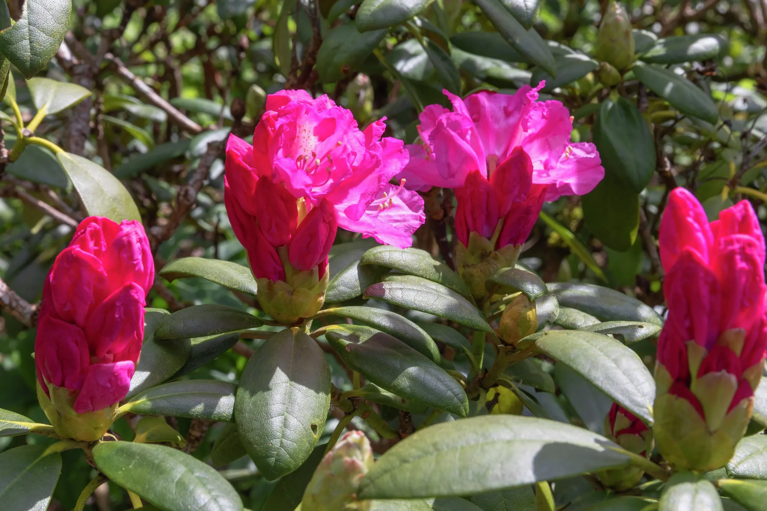 Rhododendron hybrid 'Polaris'>Omnia garden Hot