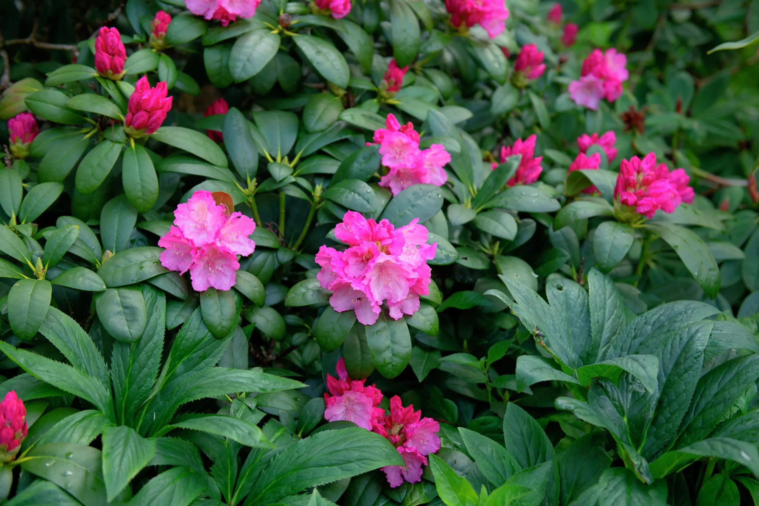 Rhododendron hybrid 'Polaris'>Omnia garden Hot