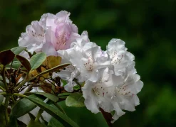 Rhododendron hybrid 'Schneekrone'><noscript><img width=