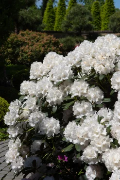 Rhododendron hybrid 'Schneekrone'><noscript><img width=