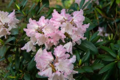 Rhododendron hybrid 'Silberwolke'>Omnia garden Hot
