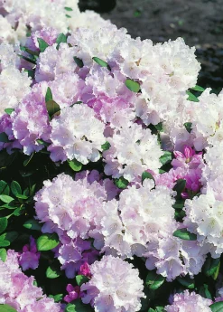 Rhododendron hybrid 'Silberwolke'>Omnia garden Hot