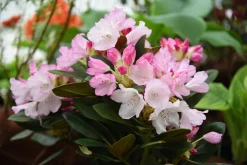 Rhododendron hybrid 'Silberwolke'><noscript><img width=