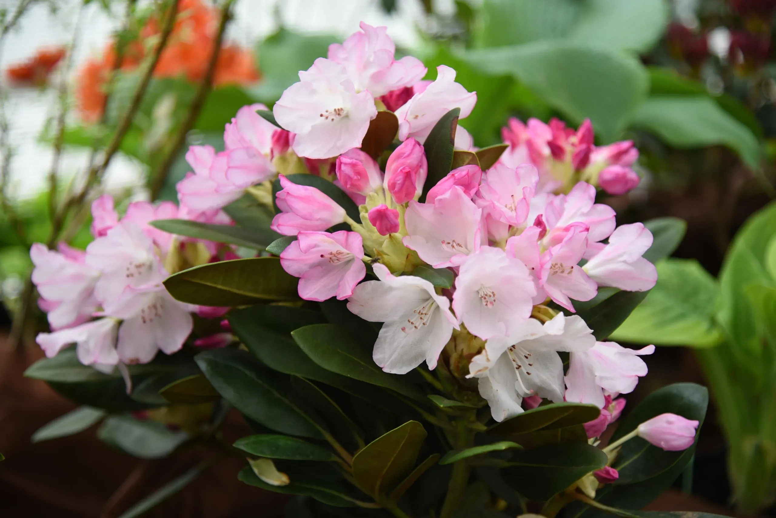 Rhododendron hybrid 'Silberwolke'>Omnia garden Hot