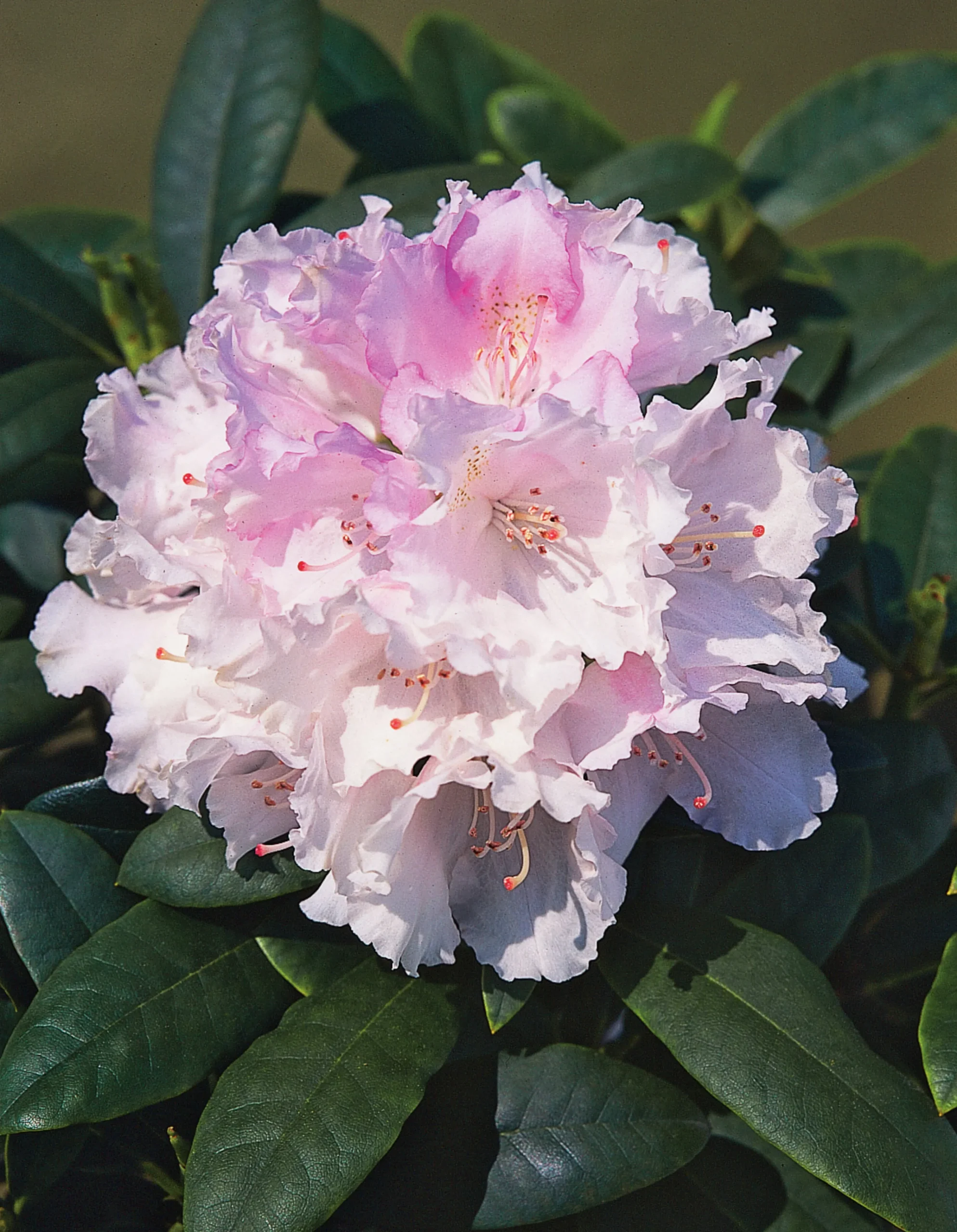 Rhododendron hybrid 'Silberwolke'>Omnia garden Hot