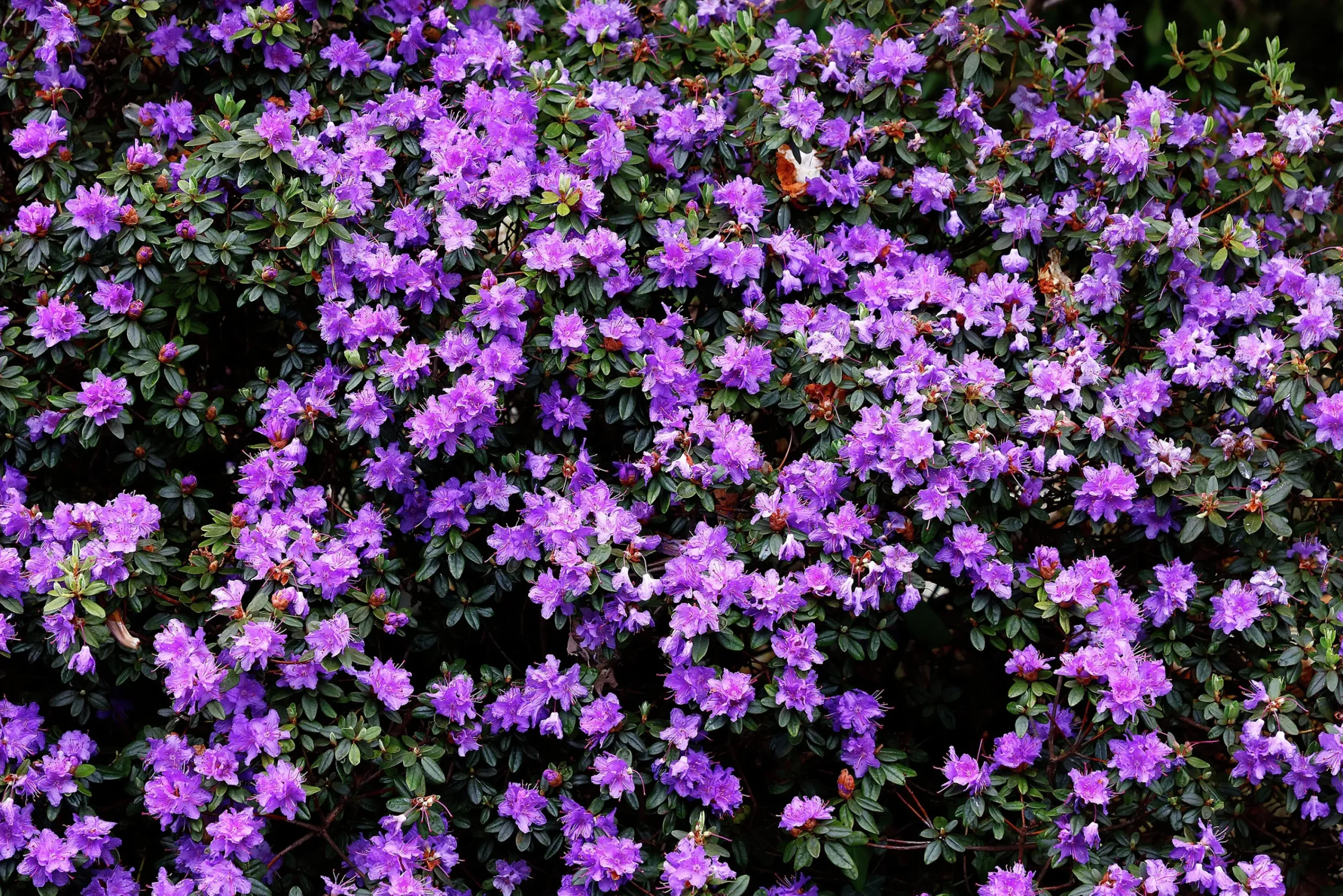 Rhododendron 'Ramapo'>Omnia garden Best