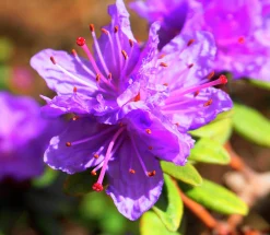 Rhododendron 'Ramapo'>Omnia garden Best