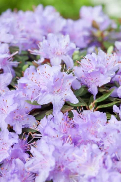 Rhododendron 'Ramapo'><noscript><img width=