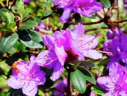 Rhododendron 'Ramapo'><noscript><img width=