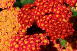 Röllika 'Paprika'>Omnia garden Clearance