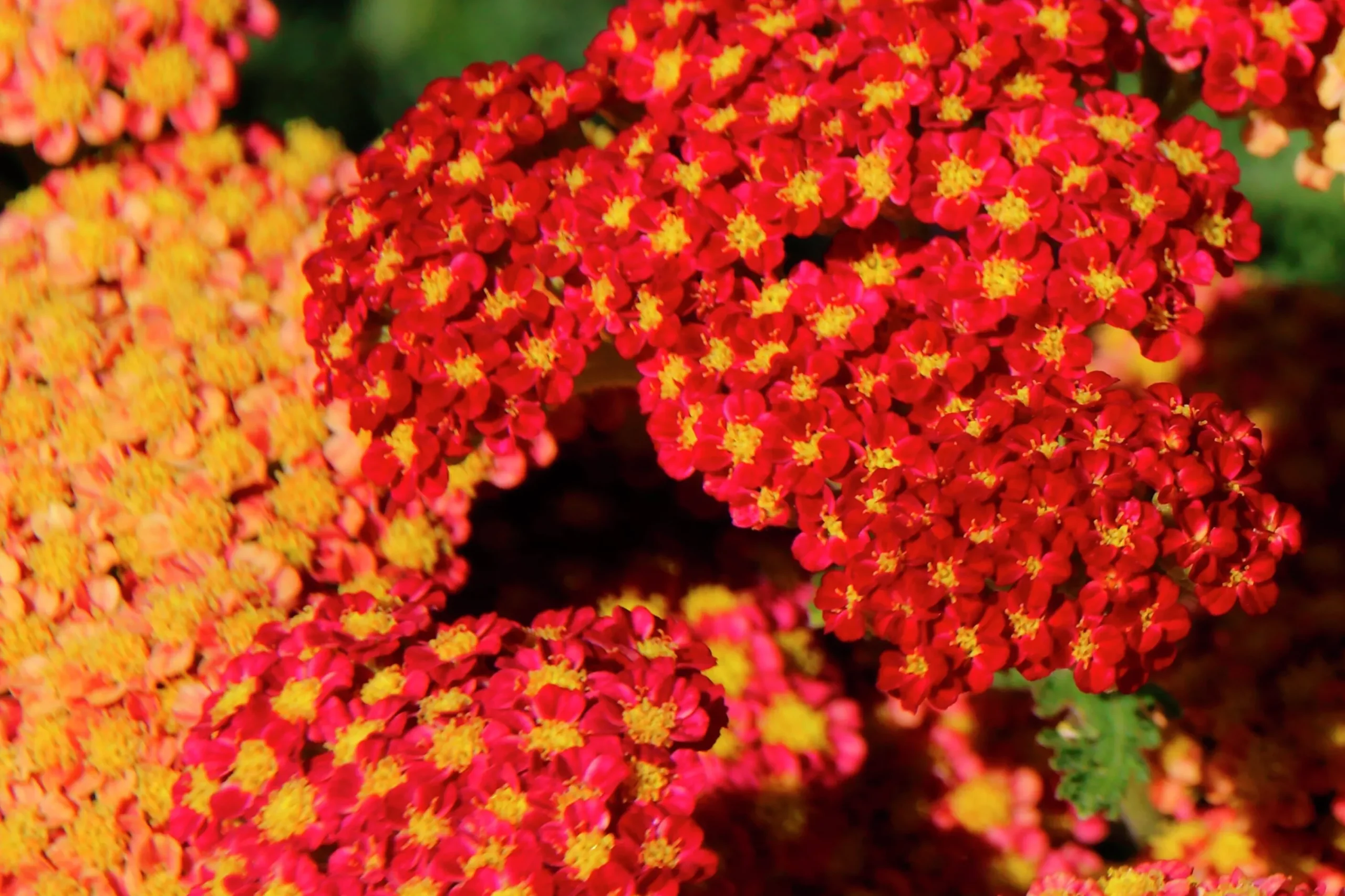 Röllika 'Paprika'>Omnia garden Clearance