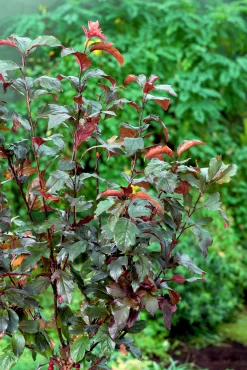 Rönnbärsapel><noscript><img width=