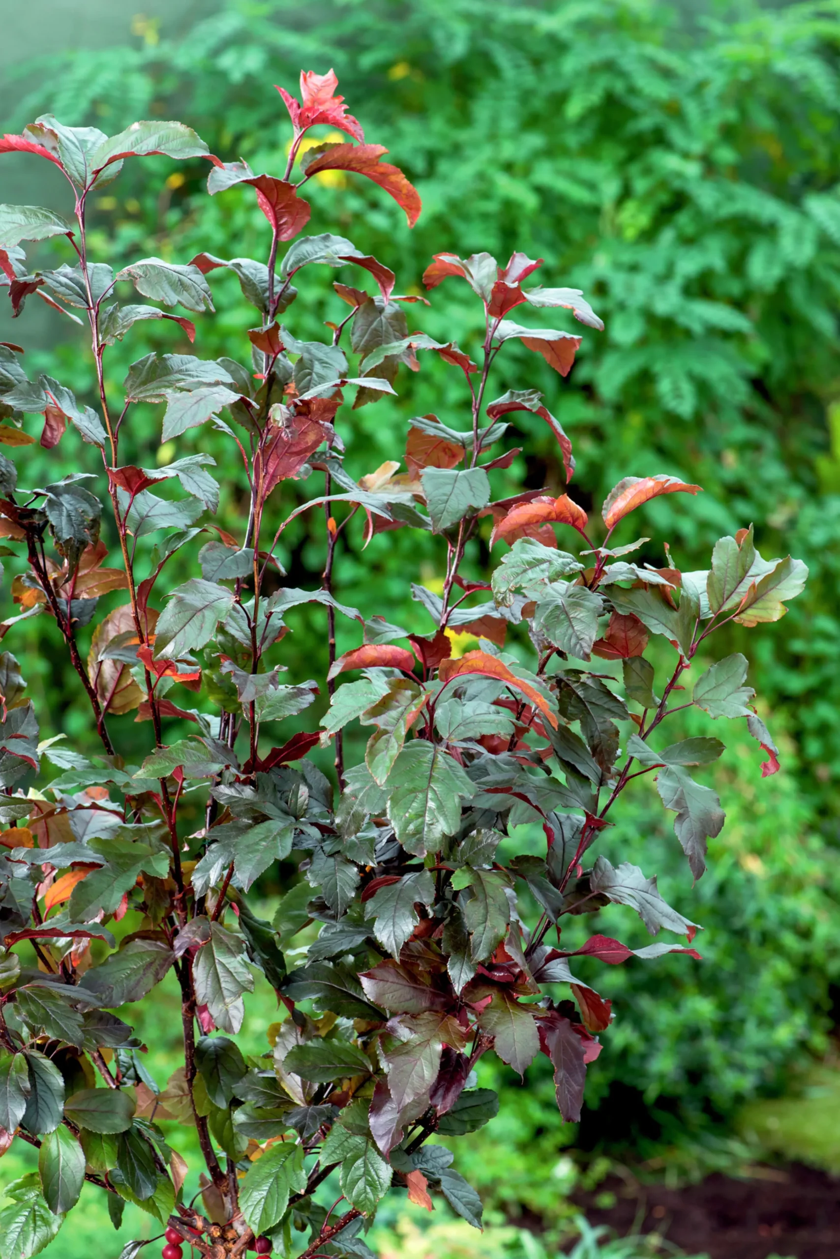 Rönnbärsapel>Omnia garden Online