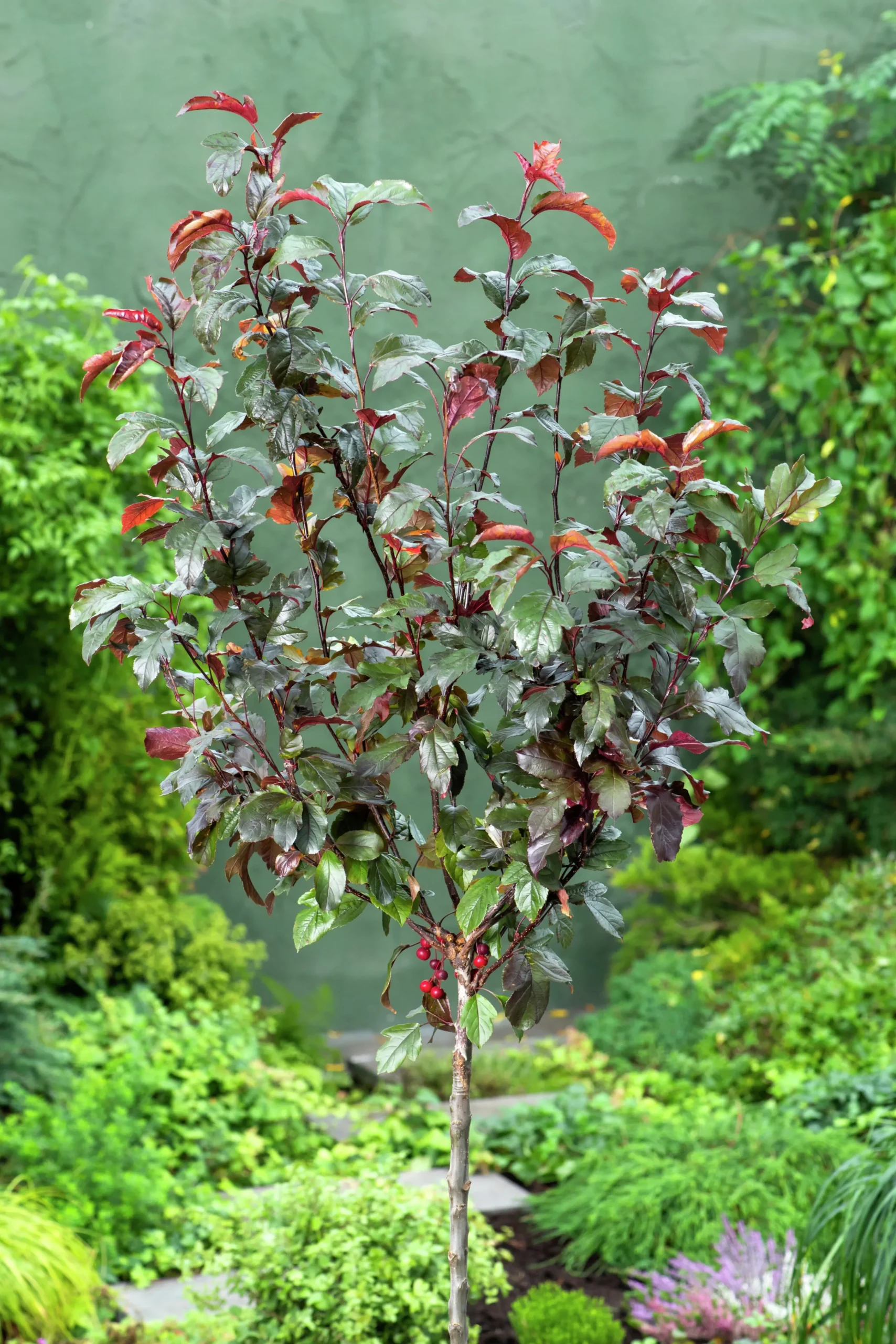 Rönnbärsapel 'Scarlett'>Omnia garden Best
