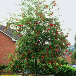 Rönn ca 150-200cm>Omnia garden Discount