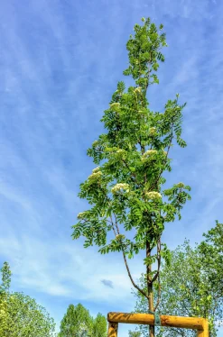 Rönn FK Västeråker>Omnia garden Clearance