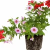 Romantic Garden Mixplantering>Mäster Grön Hot