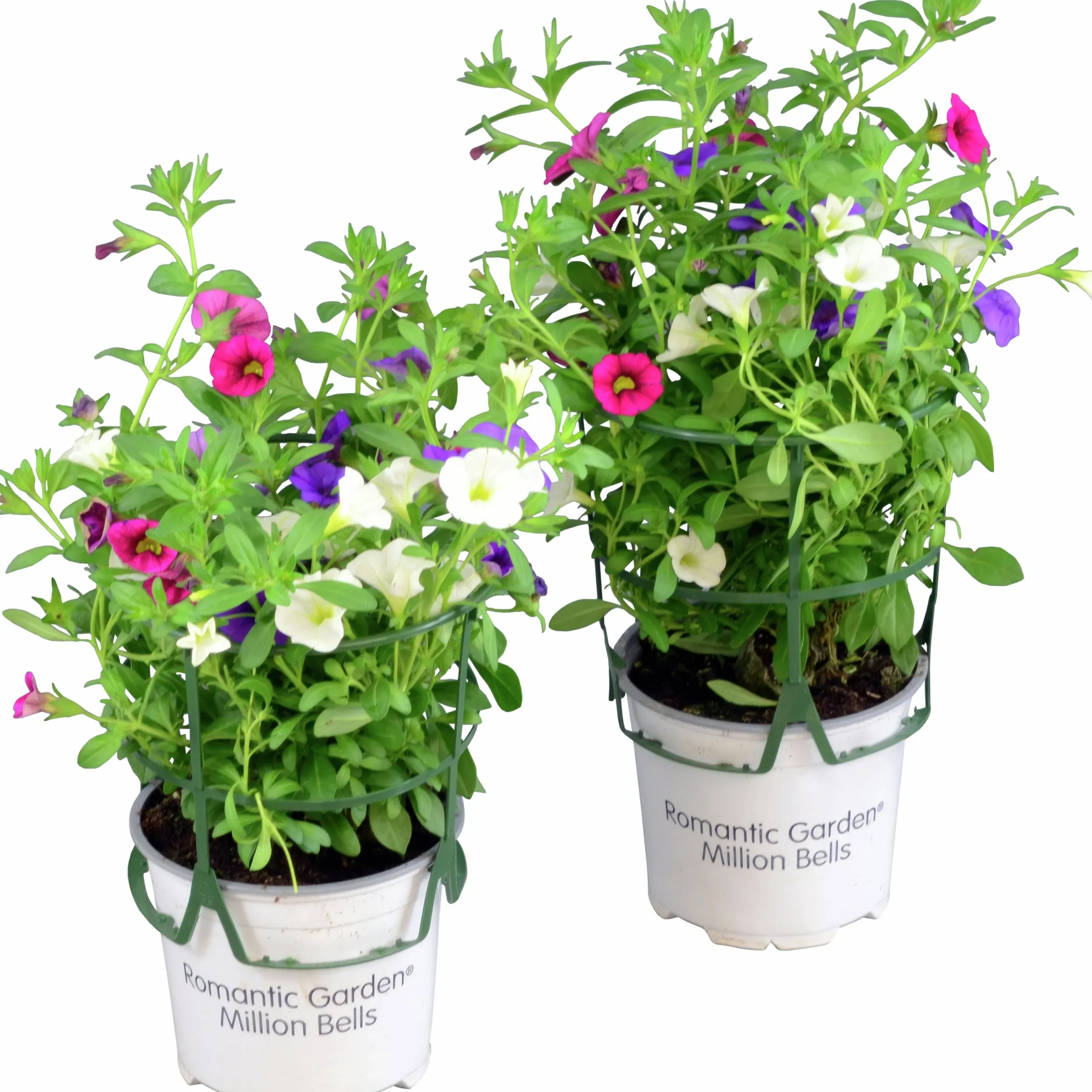 Romantic Garden Mixplantering>Mäster Grön Hot