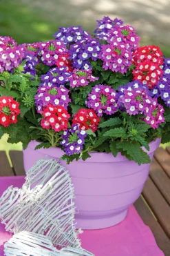 Romantic Garden Mixplantering><noscript><img width=