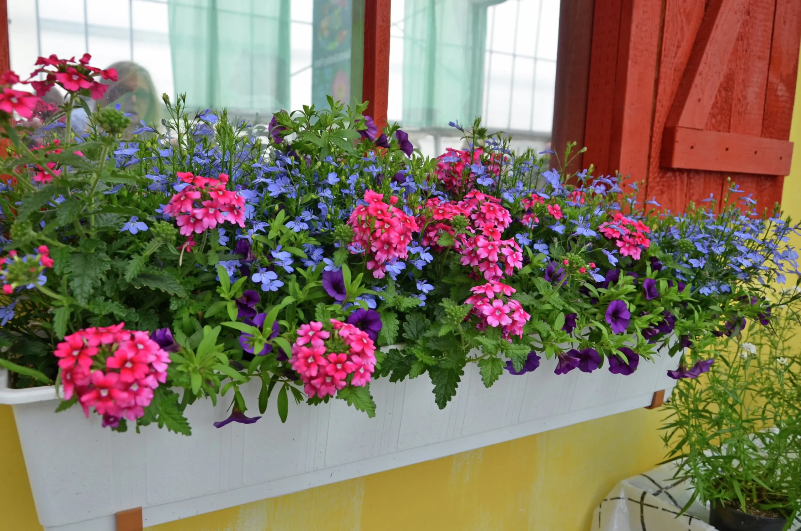 Romantic Garden Mixplantering>Mäster Grön Hot
