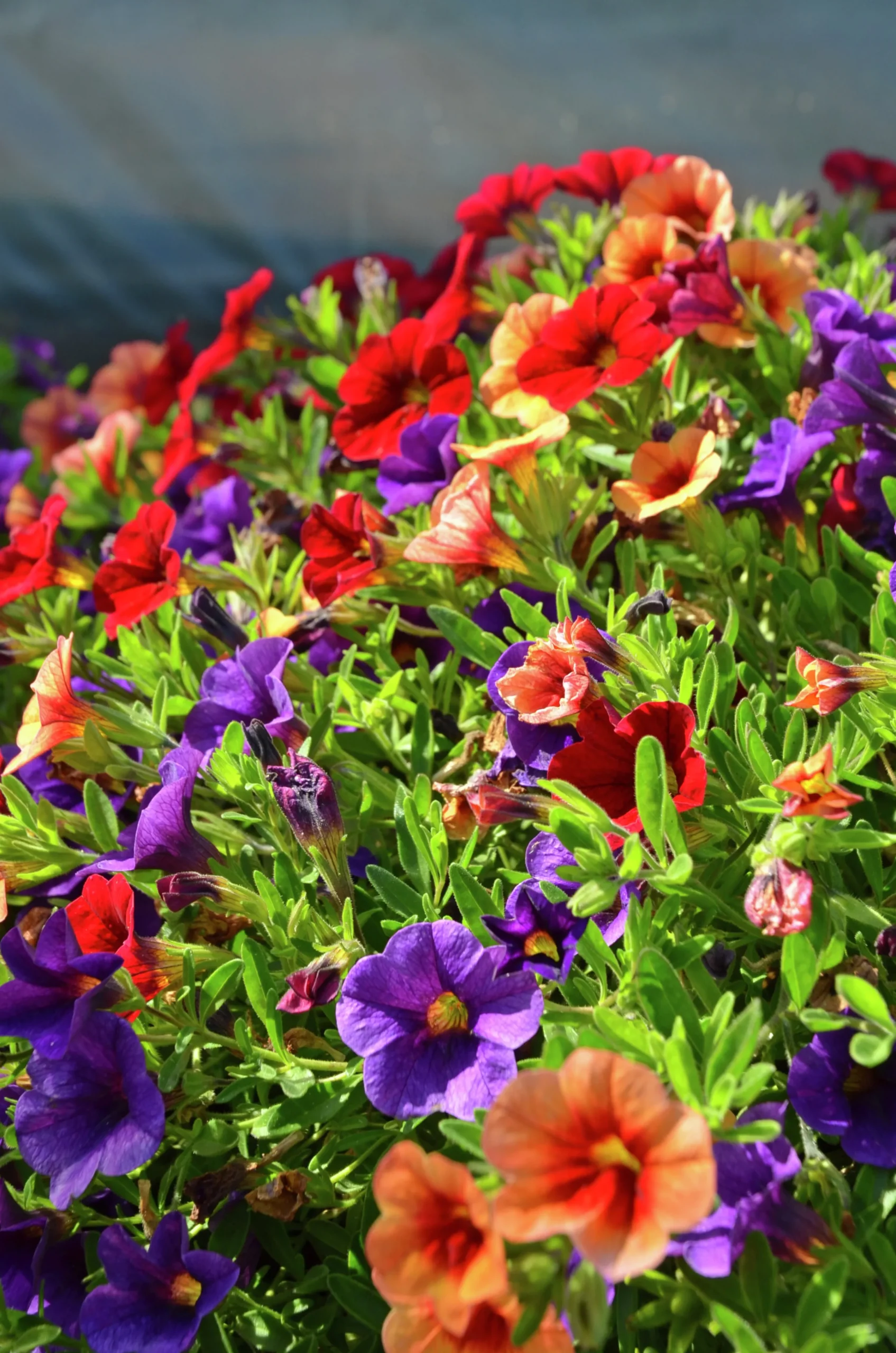 Romantic Garden Mixplantering>Mäster Grön Hot