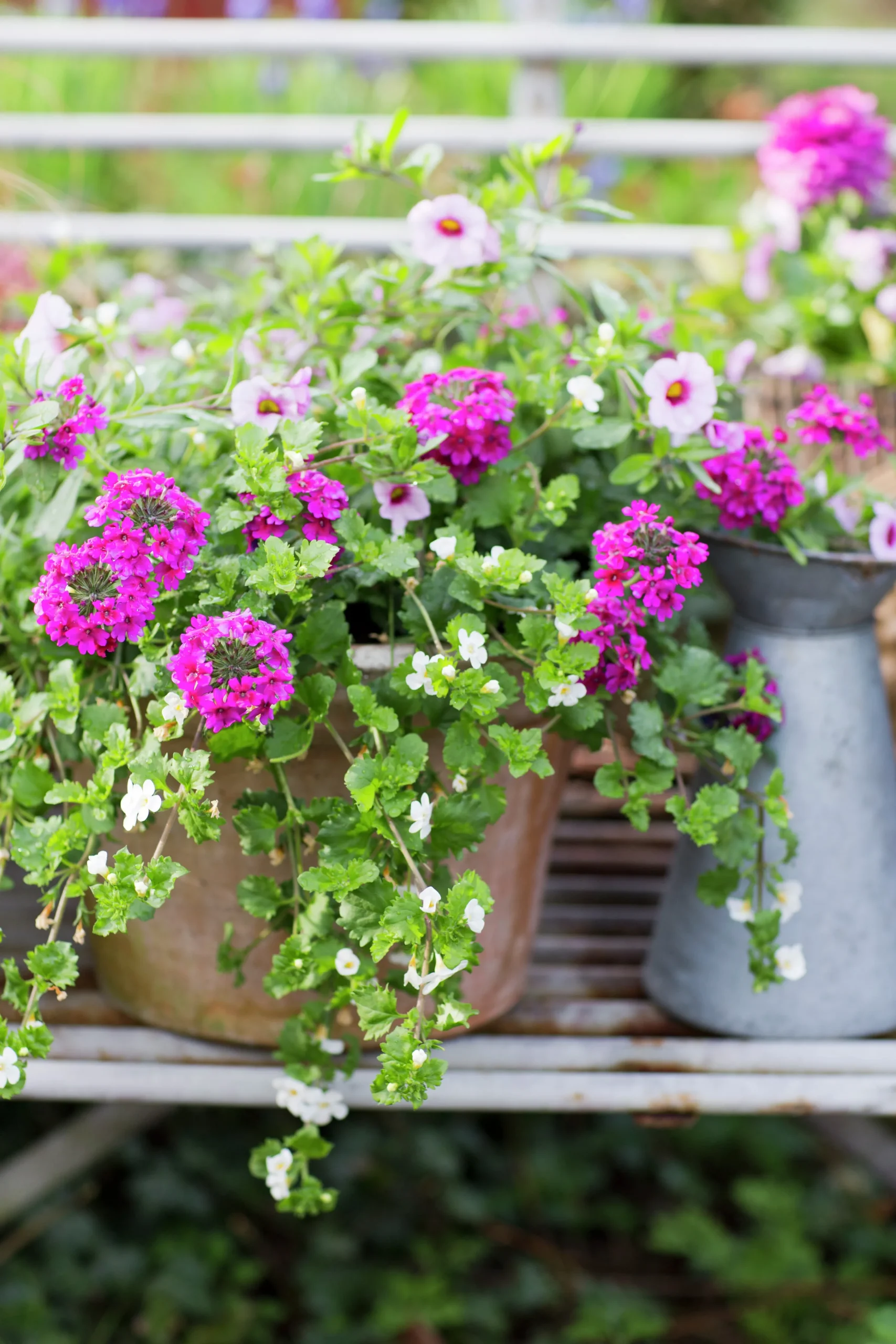 Romantic Garden Mixplantering>Mäster Grön Hot