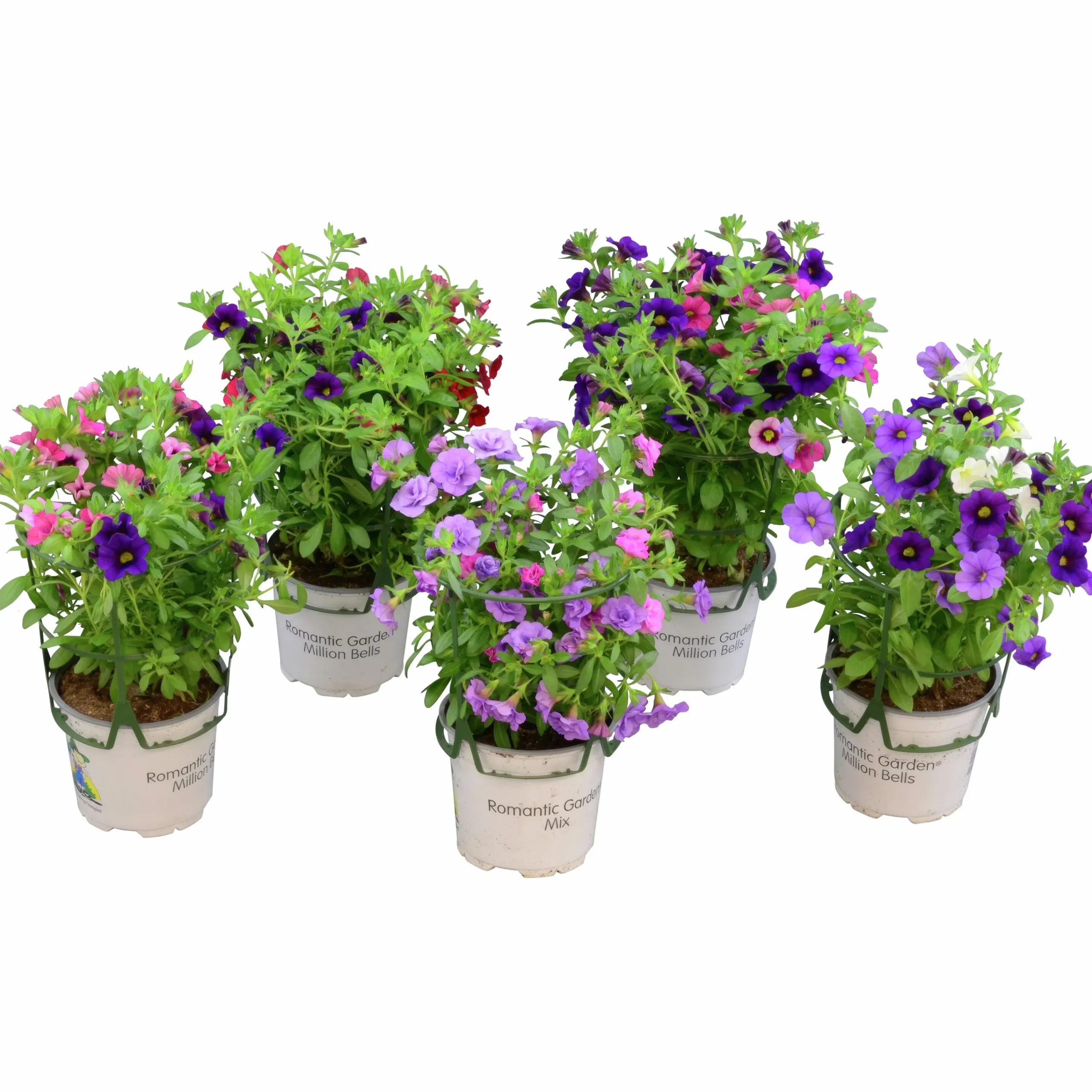 Romantic Garden Mixplantering>Mäster Grön Hot