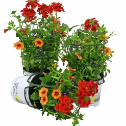 Romantic Garden Mixplantering><noscript><img width=