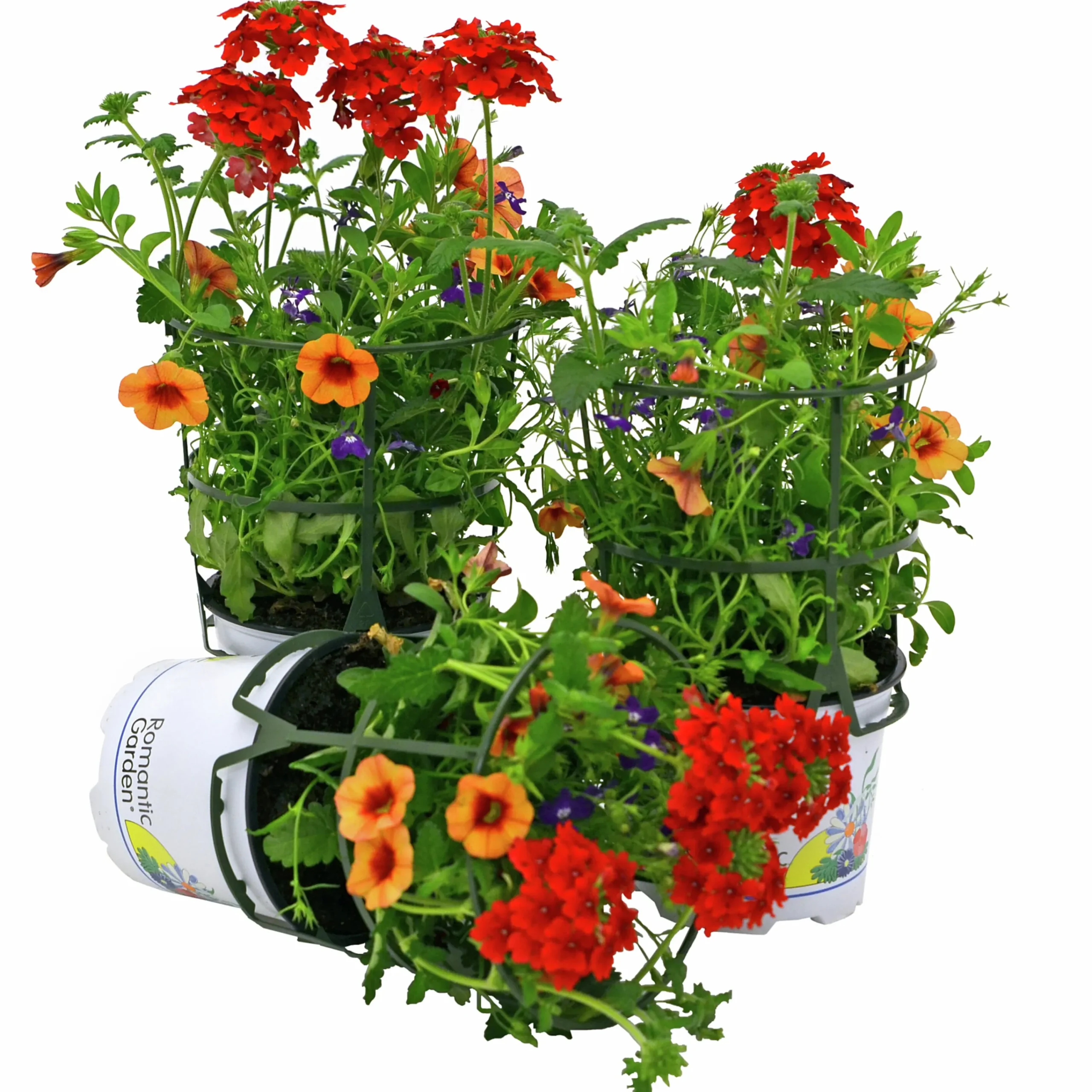 Romantic Garden Mixplantering>Mäster Grön Hot